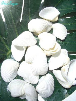 画像1: ホワイトシェル【貝殻　シェル　シーシェル　seashell　天然貝　海　砂浜　インテリア　ハワイアンウェディング　通販】