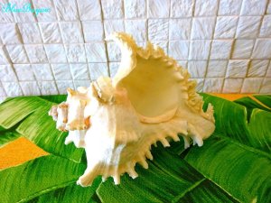 画像1: テング貝　きれいな貝殻　シェル　貝殻　シーシェル　ＳＨＥＬＬ