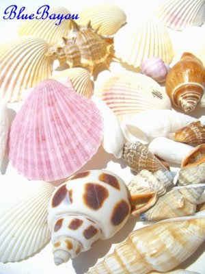 画像1: 美しい海の贈り物天然貝シェルセット・スモール　貝殻　シェル　シーシェル　seashell 　通販