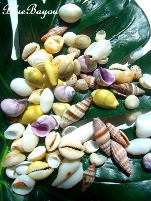 画像1: ビーチシェル　【貝殻　シェル　シーシェル　seashell　天然貝　海　砂浜　インテリア　ハワイアンウェディング　通販】