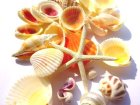 画像: 貝殻　スターフィッシュ入り　シェルセット