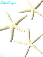 画像: シェル　天然の貝殻　スターフィッシュ　３個セット　貝殻　シェル　シーシェル　seashell 　通販　ハワイアンウエディング　席次